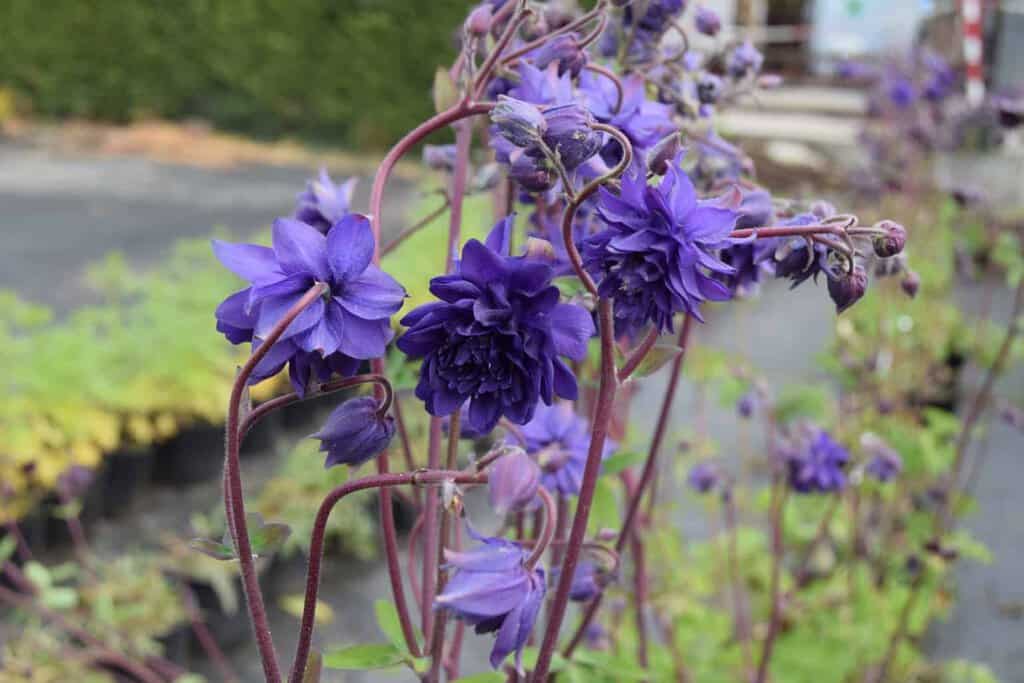 Aquilegia vulgaris var. stellata 'Blue Barlow' ---